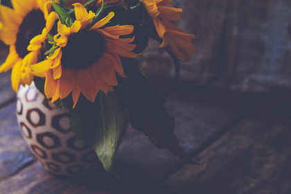 深入解析鸿途白菜网的运营模式与盈利策略